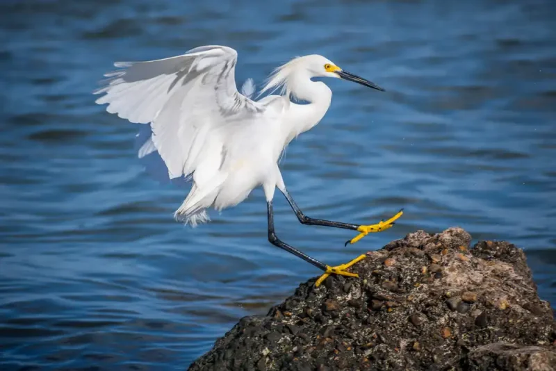 White Heron Rockport, TX